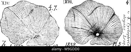 Archive image from page 188 of A dictionary of the fossils Stock Photo