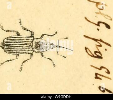 Archive image from page 188 of [Curculionidae] (1800) Stock Photo