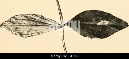 Archive image from page 190 of The culture and diseases of Stock Photo
