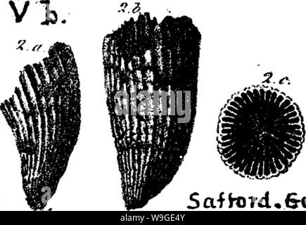 Archive image from page 196 of A dictionary of the fossils Stock Photo
