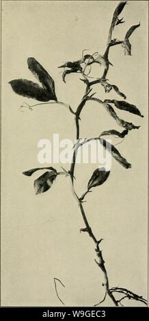Archive image from page 198 of The culture and diseases of Stock Photo