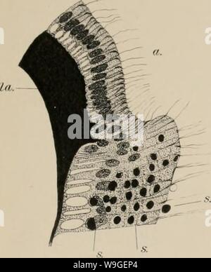 Archive image from page 202 of The Cubomedusae (1898) Stock Photo
