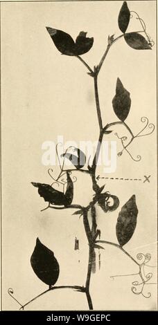 Archive image from page 202 of The culture and diseases of. The culture and diseases of the sweet pea  culturediseaseso01taub Year: 1917 ( Fig. 28.—Mosaic Disease, shewing where the plant has outgrown the trouble. x indicates the area where the disease has ceased activity. Stock Photo