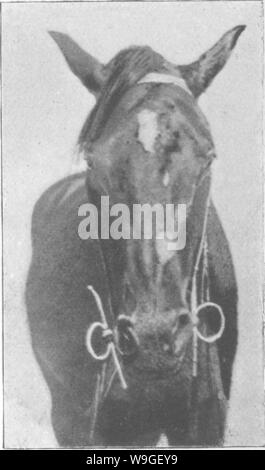 Archive image from page 204 of Points of the horse; a Stock Photo