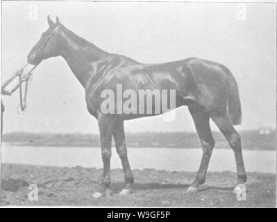 Archive image from page 207 of Points of the horse; a Stock Photo