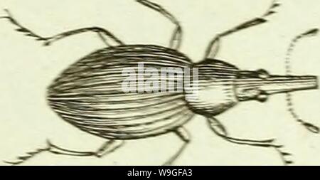 Archive image from page 210 of [Curculionidae] (1800) Stock Photo