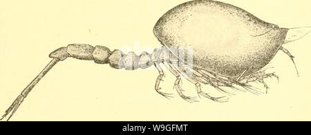 Cumacea Sympoda Cumacea Cumacea 26 Campylaspididae 1 Campylaspis 191 Nat Hist Ser 5 V 3 P 73 17 C R H J Hansen In Vid Meddel V D9 P 7 9