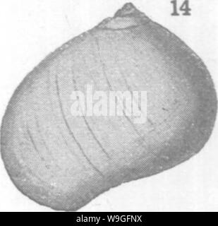 Archive image from page 215 of Mollusca and Crustacea of the