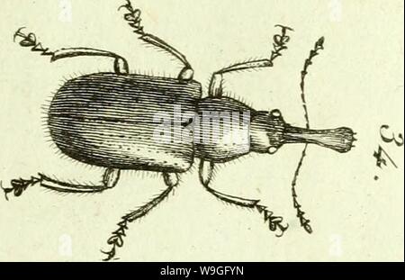 Archive image from page 218 of [Curculionidae] (1800) Stock Photo
