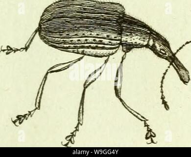 Archive image from page 220 of [Curculionidae] (1800) Stock Photo