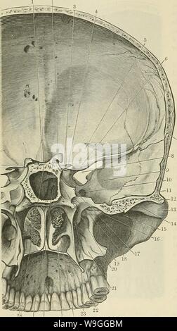 Archive image from page 223 of Cunningham's Text-book of anatomy (1914). Cunningham's Text-book of anatomy  cunninghamstextb00cunn Year: 1914 ( 190 OSTEOLOGY. bone and the union of the latter with the maxilla. Just above this the opening of the pterygo-palatine canal, which leads from the pterygopalatine fossa to the under surface of the hard palate, is visible; whilst inferiorly a small portion of the lower part of the pterygoid fossa is cut through. Within the choanse the middle and inferior concha? . are seen; the inferior border of the former corresponds to the level of the superior border Stock Photo