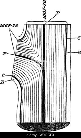 Archive image from page 224 of Timber and some of its Stock Photo