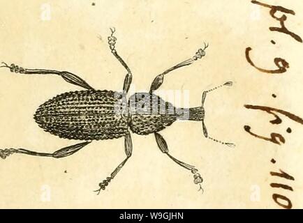Archive image from page 252 of [Curculionidae] (1800)