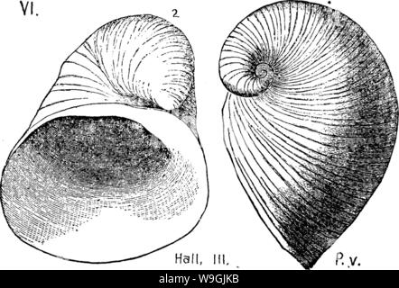 Archive image from page 252 of A dictionary of the fossils