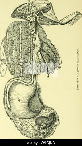 Archive image from page 252 of The anatomy, physiology, morphology and