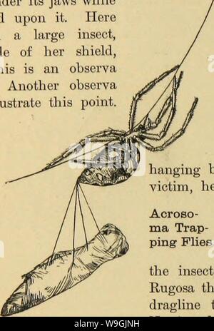 Archive image from page 253 of American spiders and their spinning