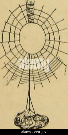 Archive image from page 254 of American spiders and their spinning