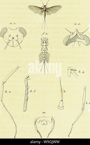 Les Genres Des Insectes De Linne Constates Par Divers Echantillons D Insectes D Angleterre Copies D Apres Nature R U Gt Iaf M N Syre4crfi N Yw 2 Ndm Piaa Gt A W A J T4 At Y R T U J Ac I Vm Barhi Jirjcj Juvinj 9 Dried And