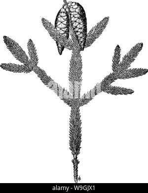 Archive image from page 256 of The care of trees in Archive image from page 256 of The care of trees in
