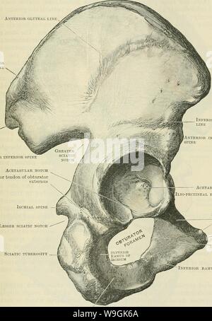 Archive image from page 262 of Cunningham's Text-book of anatomy (1914) Stock Photo