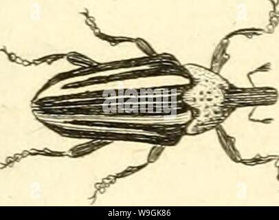 Archive image from page 264 of [Curculionidae] (1800)