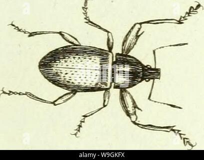 Archive image from page 268 of [Curculionidae] (1800)