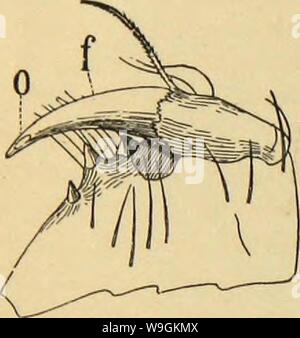 Archive image from page 271 of American spiders and their spinning Stock Photo