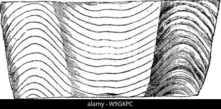 Archive image from page 273 of A dictionary of the fossils Stock Photo