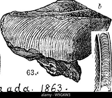 Archive image from page 275 of A dictionary of the fossils