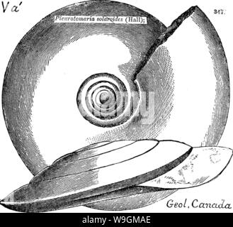 Archive image from page 283 of A dictionary of the fossils Stock Photo