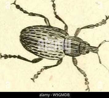 Archive image from page 286 of [Curculionidae] (1800) Stock Photo