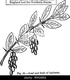 Archive image from page 284 of The book of forestry (1920) Stock Photo