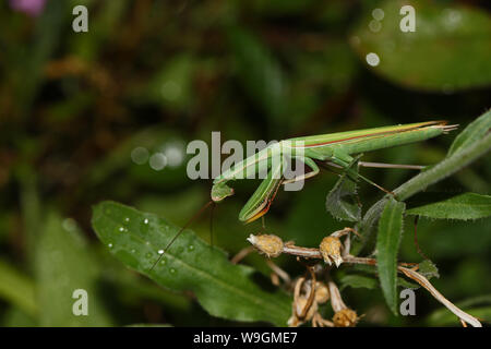 green European praying mantis or mantid Latin mantis religiosa on a wild flower in summer in Italy state symbol or animal of Connecticut Stock Photo