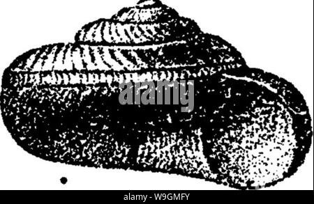 Archive image from page 286 of A dictionary of the fossils Stock Photo