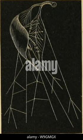 Archive image from page 287 of American spiders and their spinning. American spiders and their spinning work. A natural history of the orbweaving spiders of the United States, with special regard to their industry and habits  CUbiodiversity1121211-9742 Year: 1889 ( Stock Photo