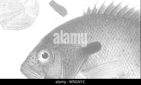 Archive image from page 294 of A history of the fishes Stock Photo