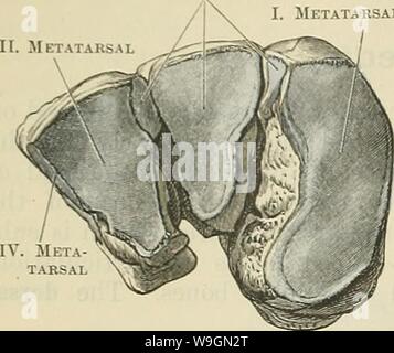 Archive image from page 295 of Cunningham's Text-book of anatomy (1914). Cunningham's Text-book of anatomy  cunninghamstextb00cunn Year: 1914 ( 262 OSTEOLOGY. 11. METATARSAL Metatarsal III. Metatarsal    Fig. 262.âDistal Surfaces of the three Cuneiform Boxes of the Right Foot. II. Metatarsal Second cuneiform directed towards the plantar aspect; further, the vertical diameter of the bone is not the same throughout, but is much increased at its anterior or distal end. The dorsal and medial surfaces are confluent, and form a convexity from above downwards, which is most pronounced inferiorly, whe Stock Photo