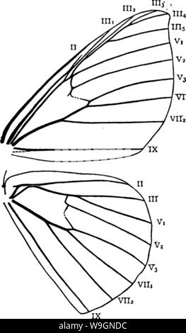 Archive image from page 300 of A manual for the study Stock Photo