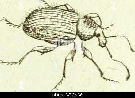 Archive image from page 302 of [Curculionidae] (1800)