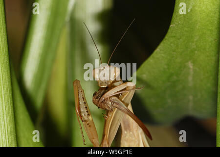 wild brown European praying mantis or mantid Latin mantis religiosa state symbol of Connecticut eating a live cricket or katydid on a calla lily leaf Stock Photo