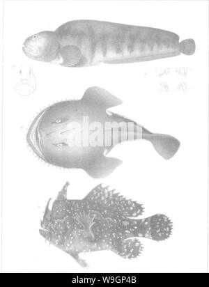 Archive image from page 309 of A history of the fishes