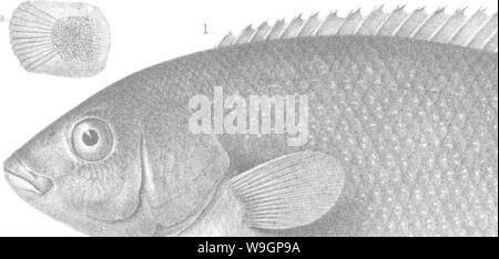 Archive image from page 311 of A history of the fishes Stock Photo