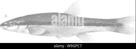 Archive image from page 312 of A history of the fishes Stock Photo