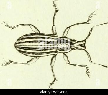 Archive image from page 318 of [Curculionidae] (1800) Stock Photo