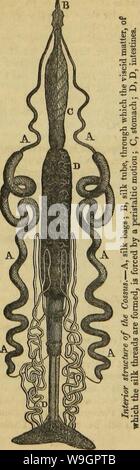 Archive image from page 318 of Insect architecture (1846) Stock Photo