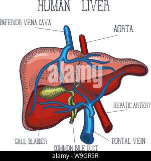 Sketch Ink Human liver, hand drawn seamless Pattern Background, Engraved Anatomical illustration ...