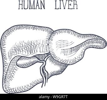 SEER Training Anatomy of the Liver  Gallbladder