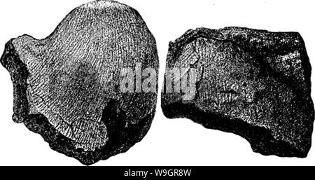 Archive image from page 326 of A dictionary of the fossils Stock Photo