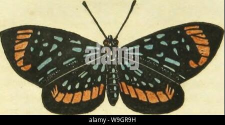 Archive image from page 326 of The book of butterflies, sphinges, Stock Photo