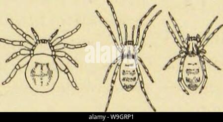 Archive image from page 336 of American spiders and their spinning